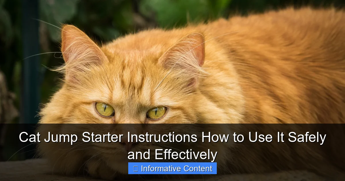 Cat Jump Starter Instructions How to Use It Safely and Effectively