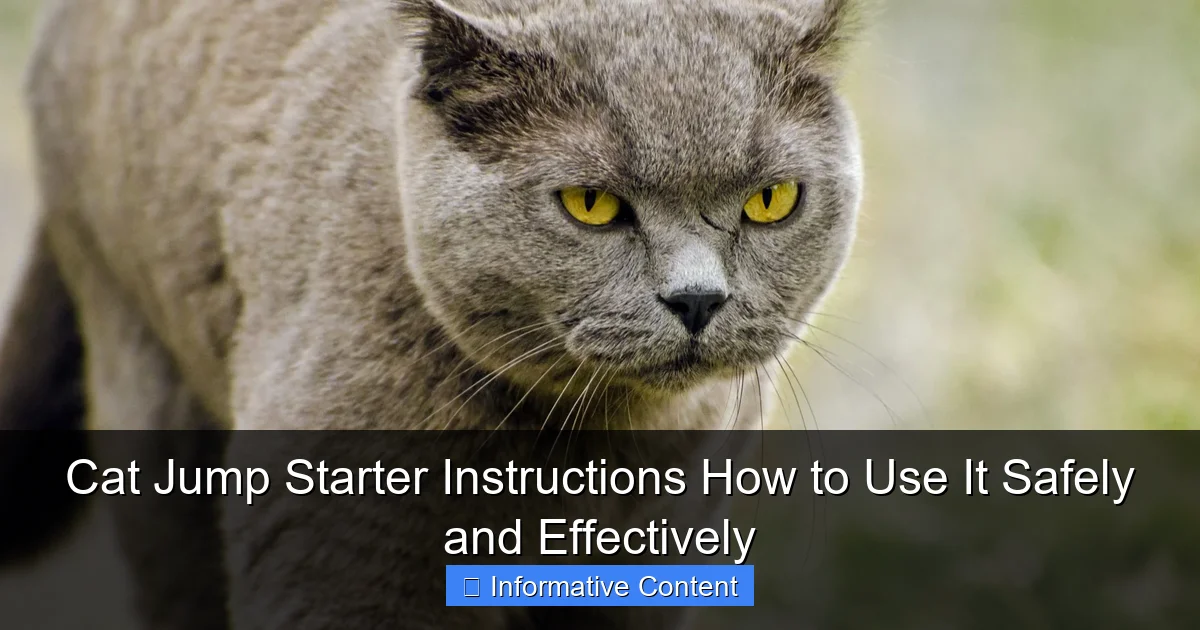 Cat Jump Starter Instructions How to Use It Safely and Effectively
