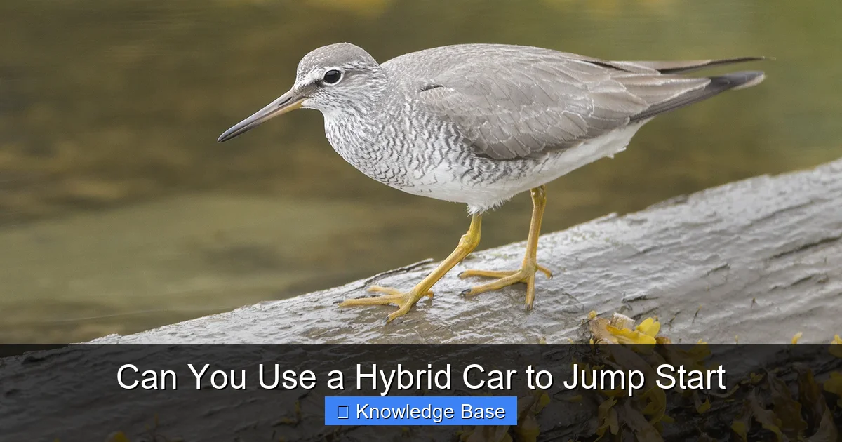 Can You Use a Hybrid Car to Jump Start