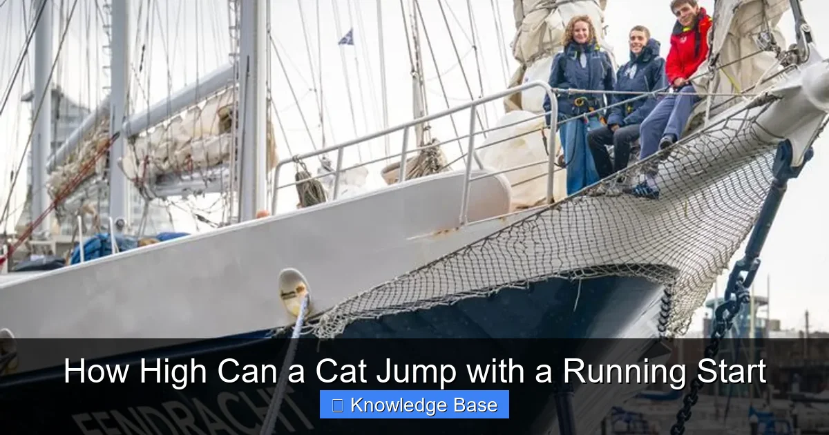 How High Can a Cat Jump with a Running Start