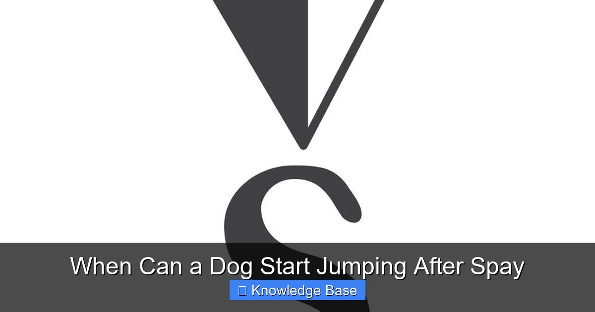 When Can a Dog Start Jumping After Spay