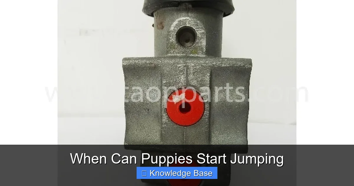 When Can Puppies Start Jumping